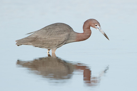 Reddish Egret