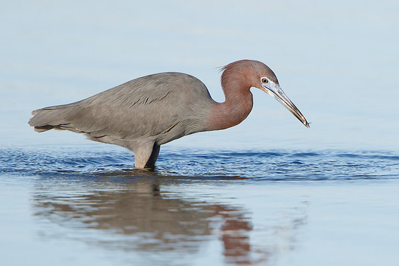 Reddish Egret