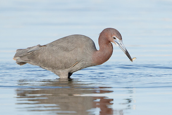 Reddish Egret