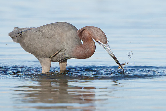 Reddish Egret