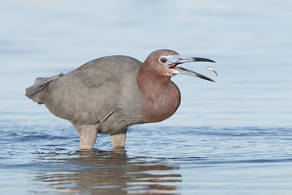 Reddish Egret