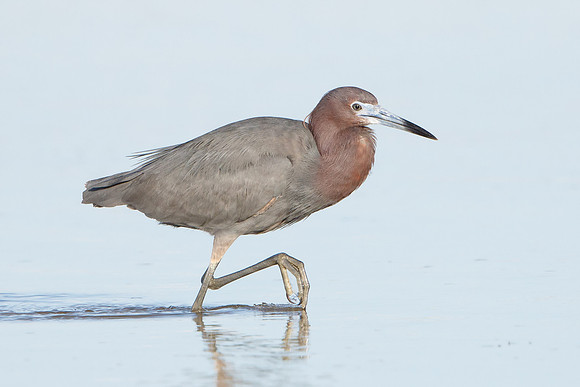 Reddish Egret