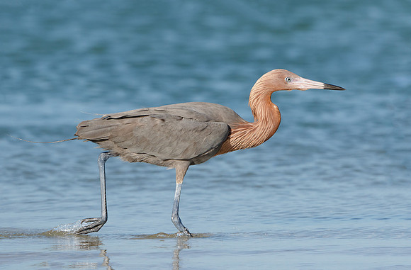 Reddish Egret