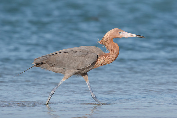 Reddish Egret