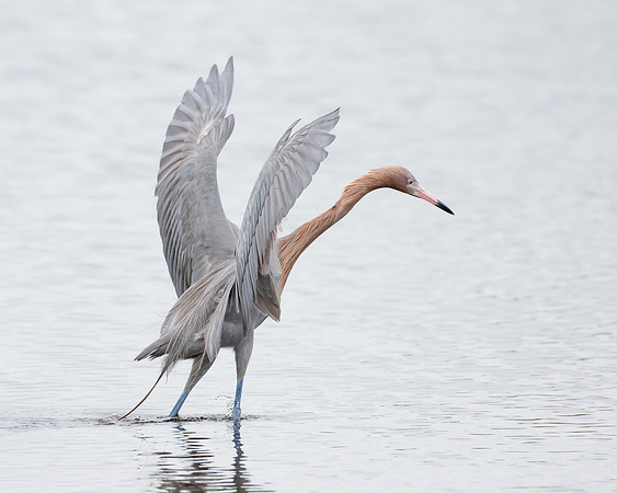 Reddish Egret