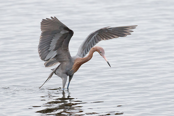 Reddish Egret