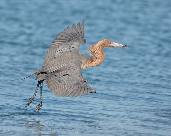 Reddish Egret