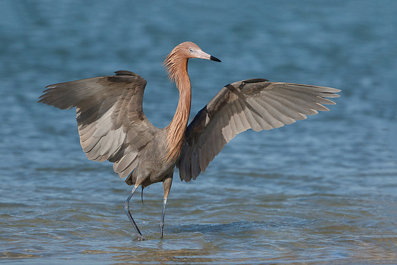 Reddish Egret