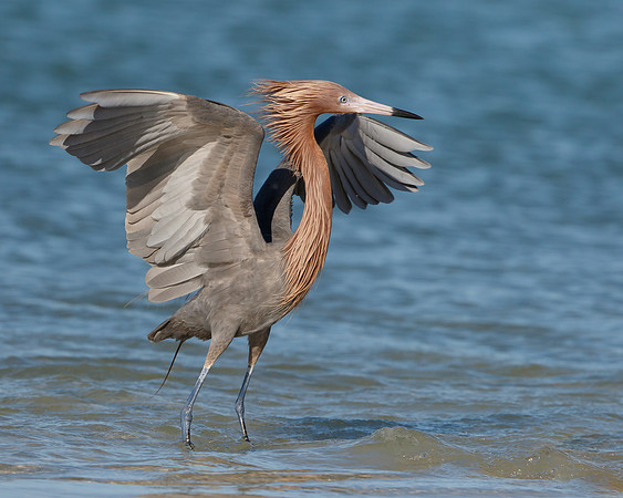 Reddish Egret