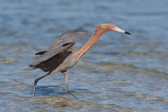 Reddish Egret