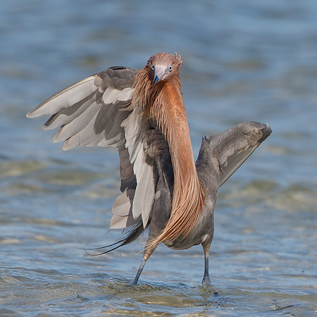 Reddish Egret
