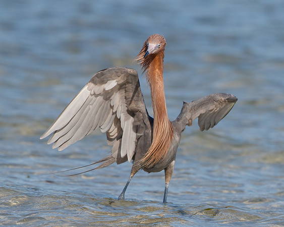 Reddish Egret