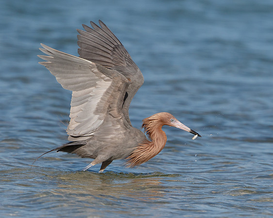 Reddish Egret