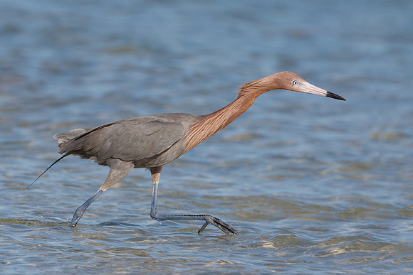 Reddish Egret