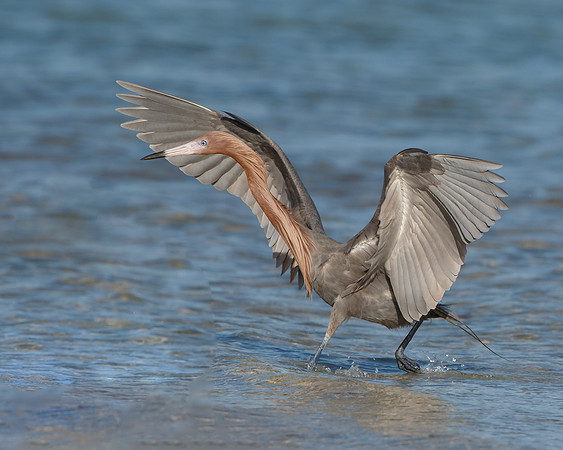 Reddish Egret