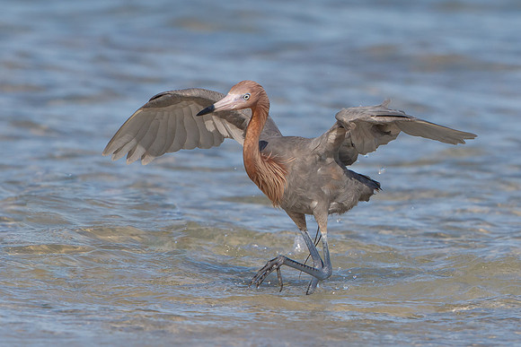 Reddish Egret