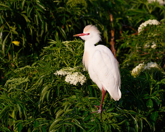 Cattle Egret