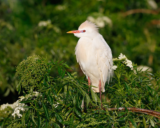 Cattle Egret