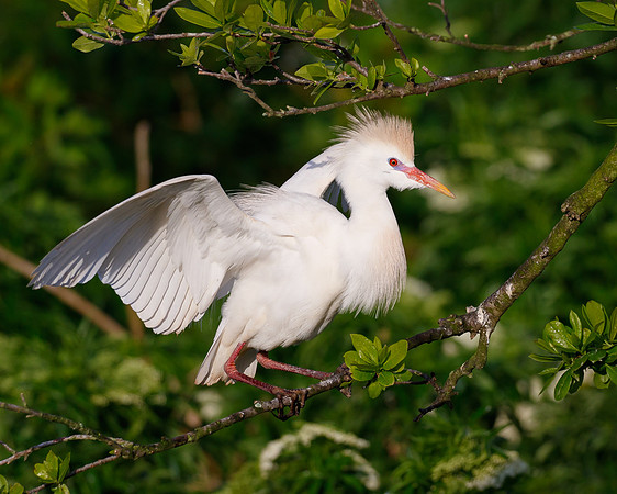Cattle Egret