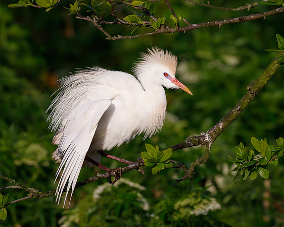Cattle Egret