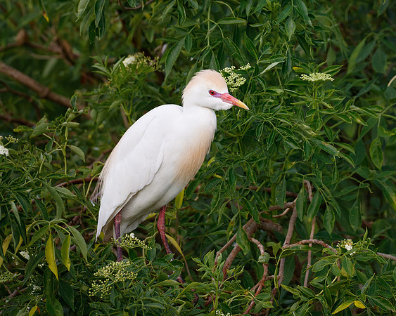 Cattle Egret
