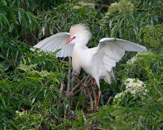 Cattle Egret
