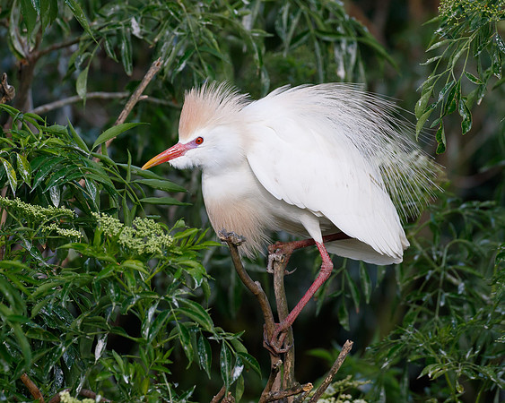 Cattle Egret
