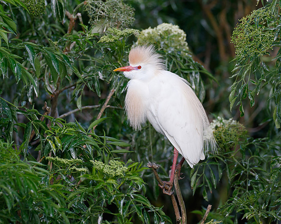 Cattle Egret