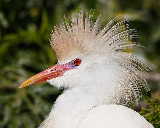 Cattle Egret