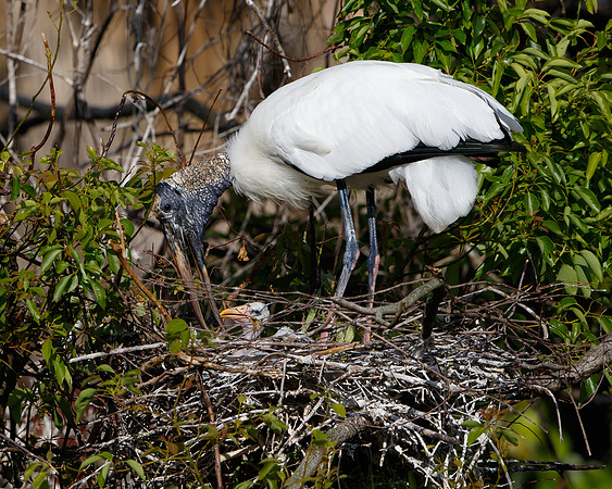 Wood Stork, at nest with chick