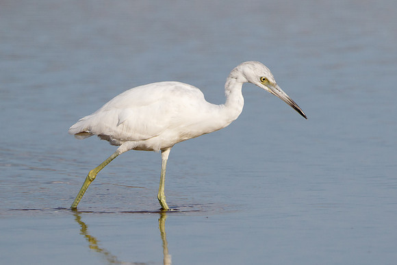 Little Blue Heron, juvenile