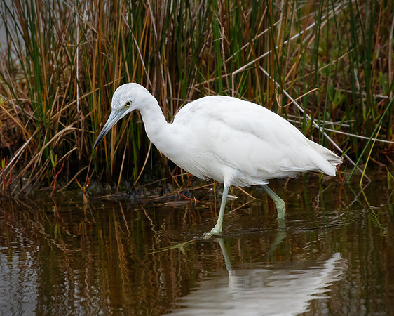 Little Blue Heron, juvenile