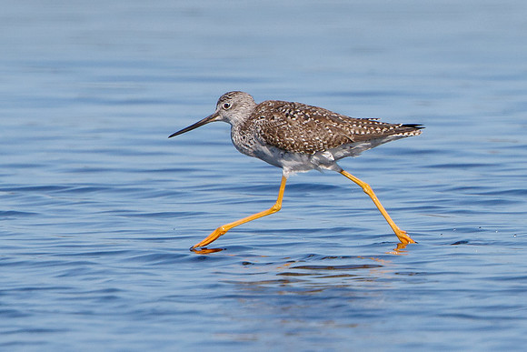 Greater Yellowlegs