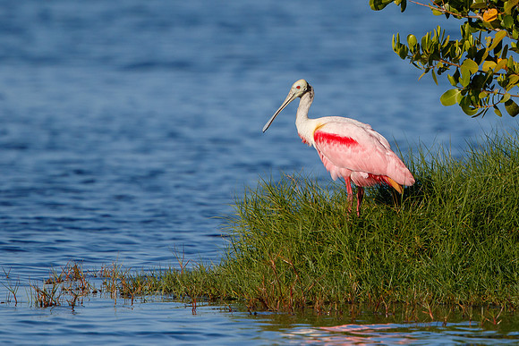 Roseate Spoonbill