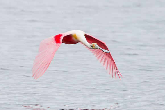 Roseate Spoonbill