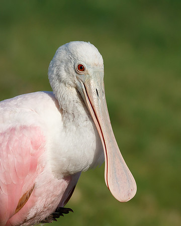 Roseate Spoonbill