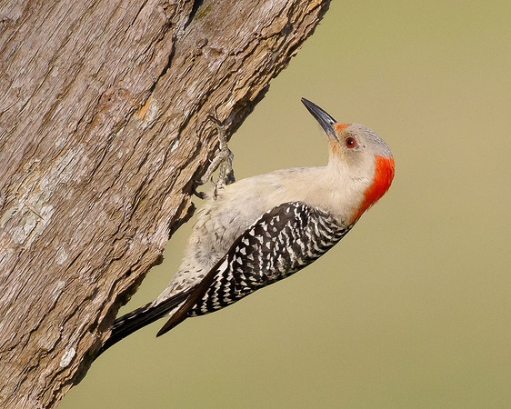 Red-bellied Woodpecker