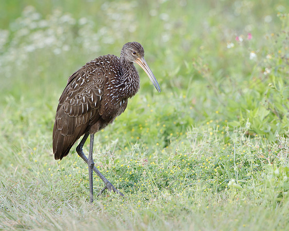 Limpkin