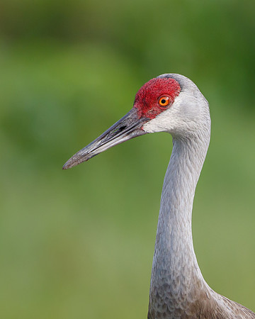 Sandhill Crane