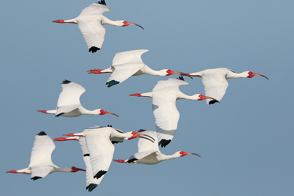 White Ibis