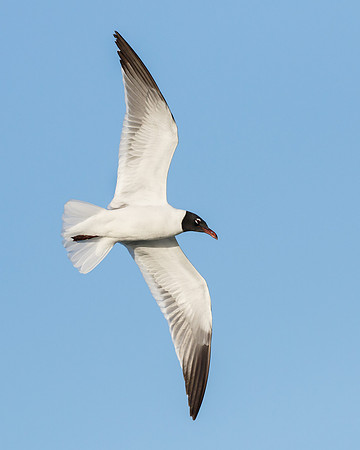 Laughing Gull