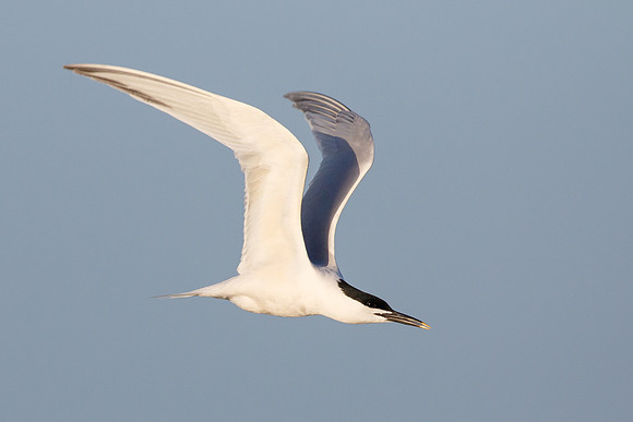 Sandwich Tern