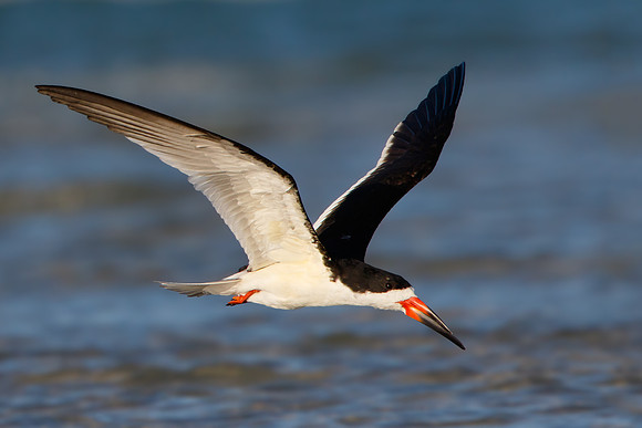 Black Skimmer