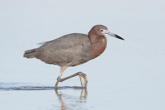 Reddish Egret