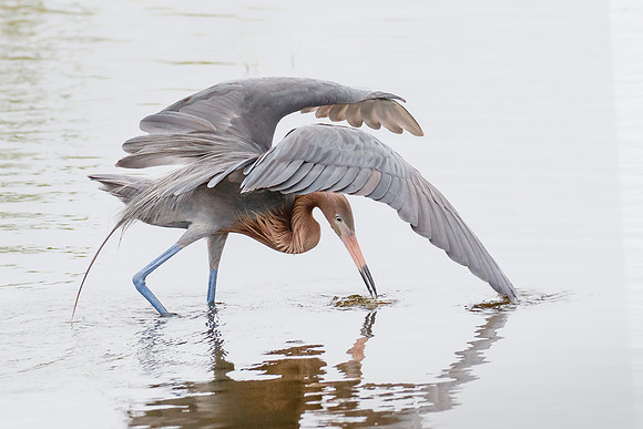 Reddish Egret