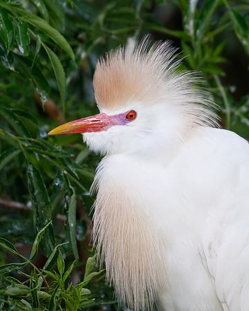 Cattle Egret