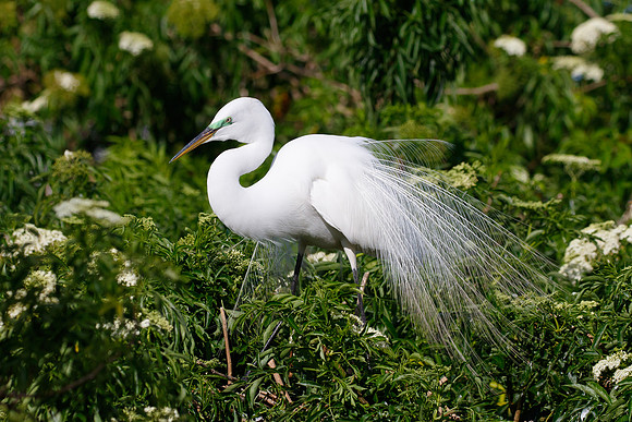 Great Egret, courtship display