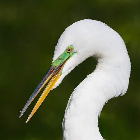 Great Egret