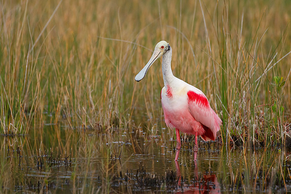 Roseate Spoonbill