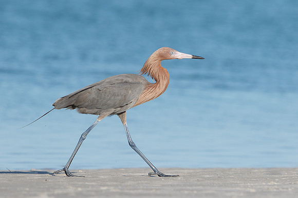 Reddish Egret